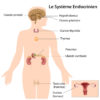 systeme-endocrinien-traduit-FR