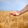 Female  hand stroking the stems of wheat