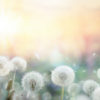 field of dandelion in sunset – bokeh and allergy