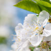 Spring flowers of fruit trees