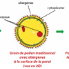 graines-pollens