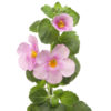 Bacopa